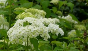 白い花 コデマリとオオデマリ アナベルのこと フラワーエッセンスの魅力 スペースハナ