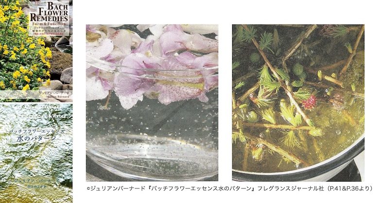 読書会『バッチフラワー 植物のかたちとはたらき』〜２つの製法 